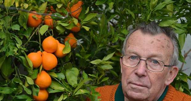 Mezi svými keři citrusů je František Holčapek každý den