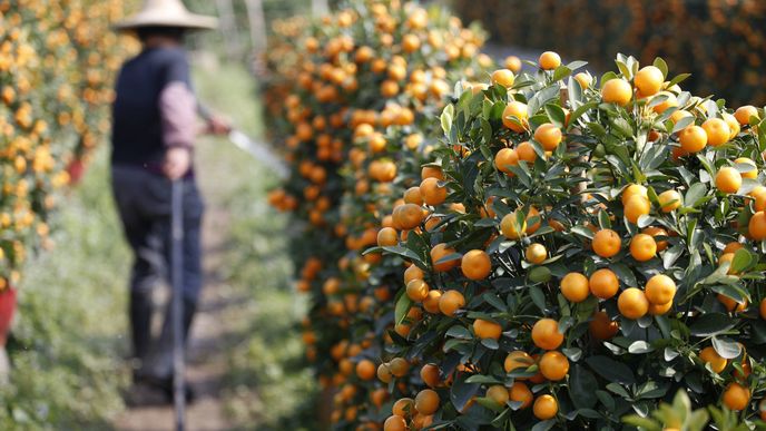 Japonské mandarinky, zvané mikany, byly vydraženy na japonské aukci za 9 600 dolarů.