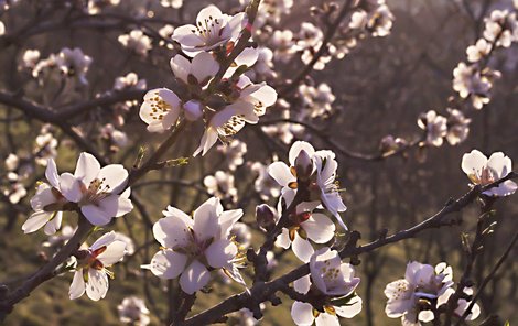 Pražský Petřín zrůžověl, mandloně jsou v plném květu.