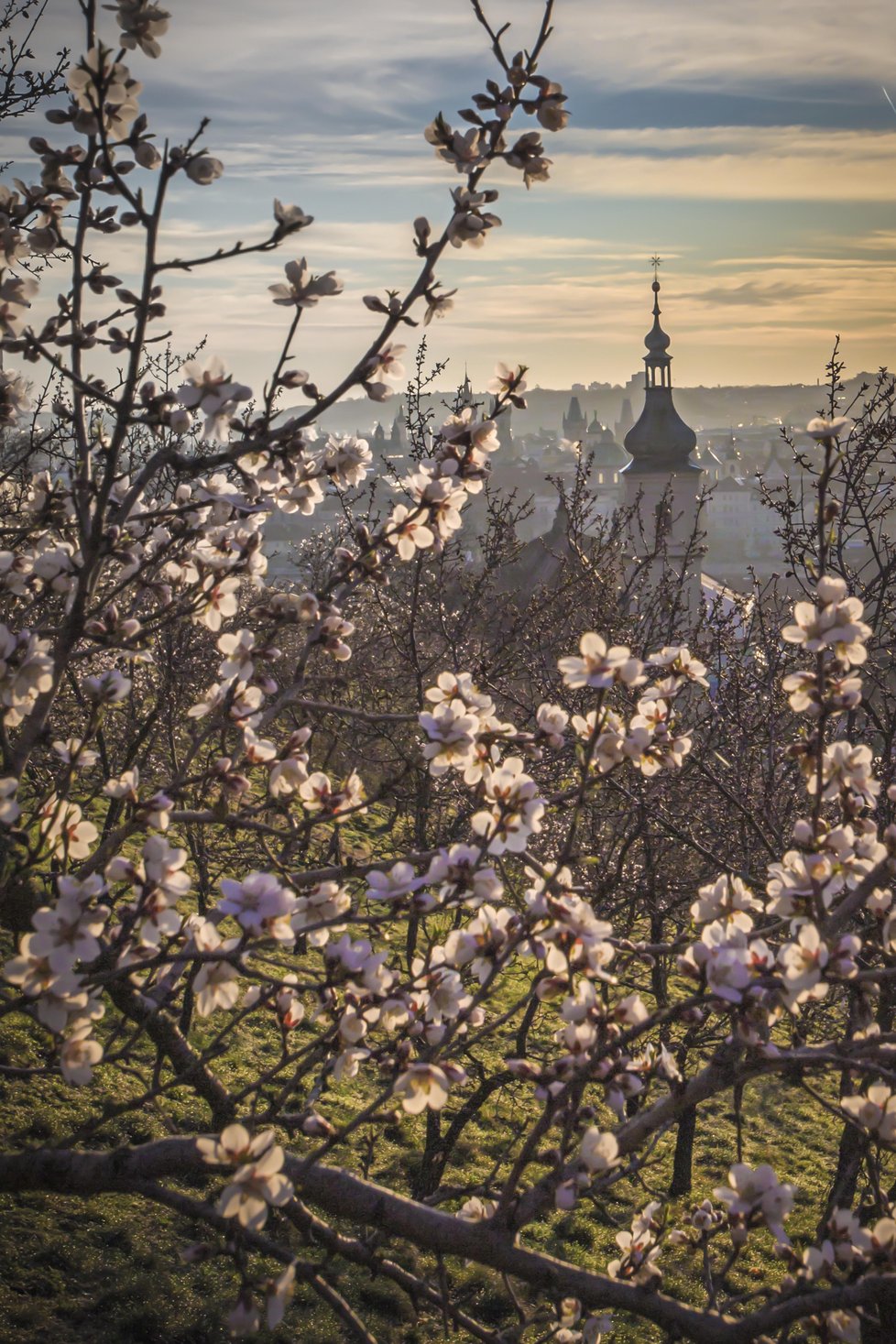 Pražský Petřín zrůžověl, mandloně jsou v plném květu.