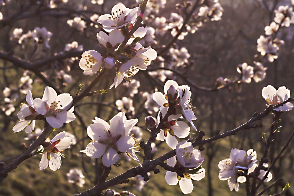 Pražský Petřín zrůžověl, mandloně jsou v plném květu.