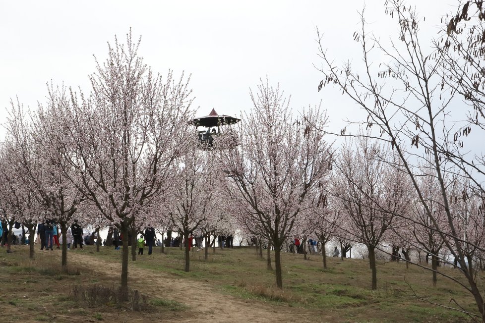 Rozkvetlé mandloně v Hustopečích přilákaly tisíce návštěvníků