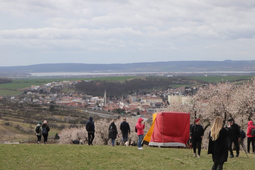 Rozkvetlé mandloně v Hustopečích přilákaly tisíce návštěvníků