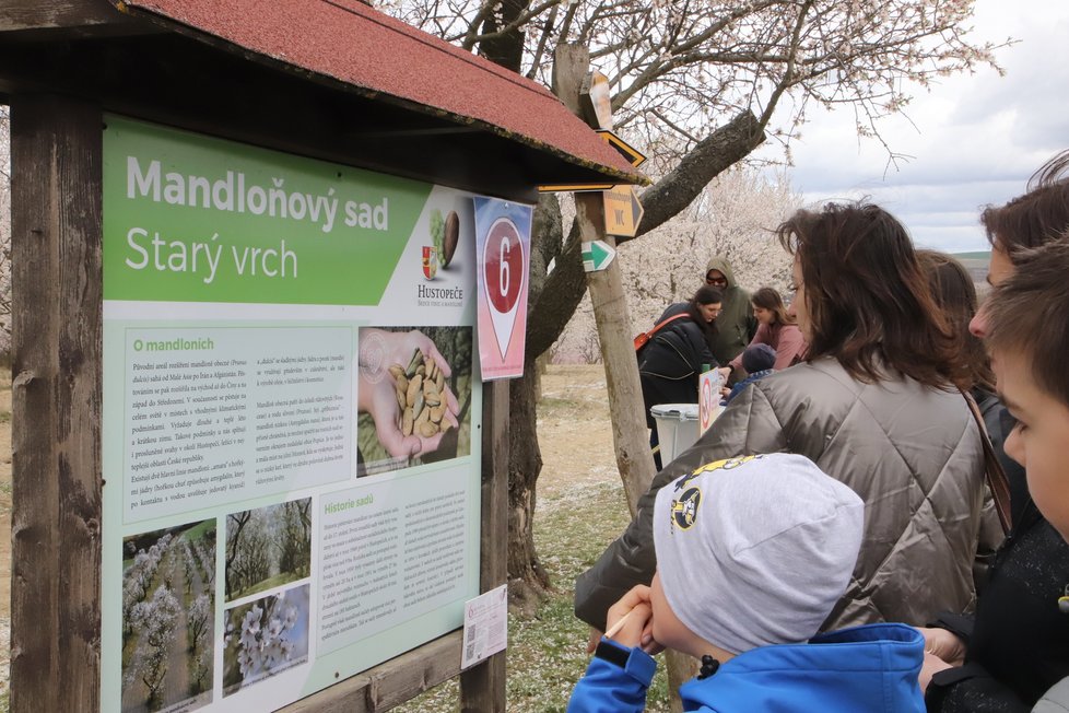 Rozkvetlé mandloně v Hustopečích přilákaly tisíce návštěvníků