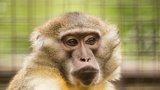 Vzácní a tajemní mangabejové na výletě: Opičáci našli dočasný domov v Ostravě