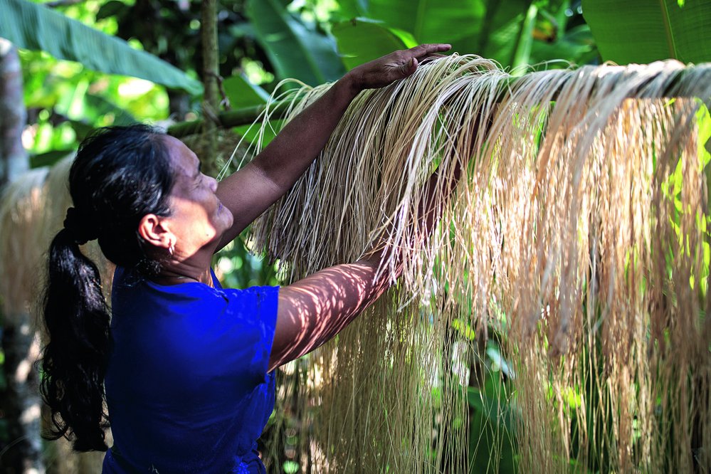 Manilské konopí se získává z řapíků banánovníku textilního