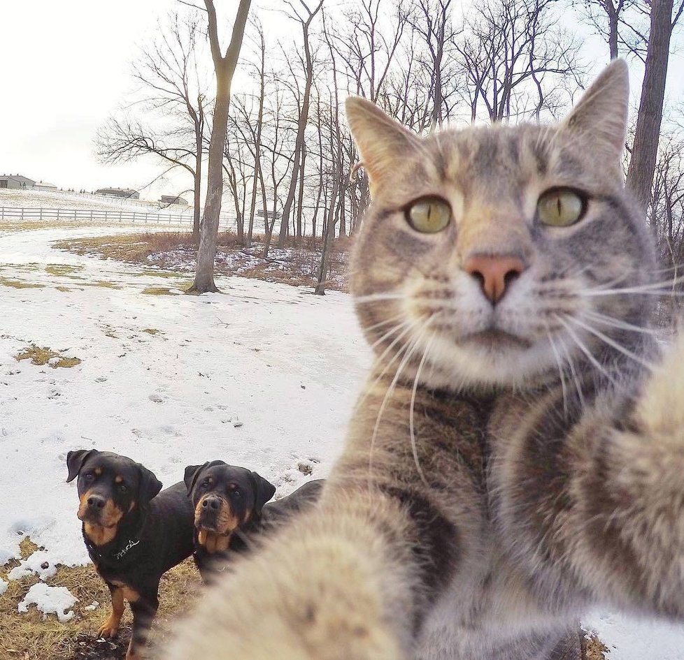 Kočka Manny si ráda fotí selfie.