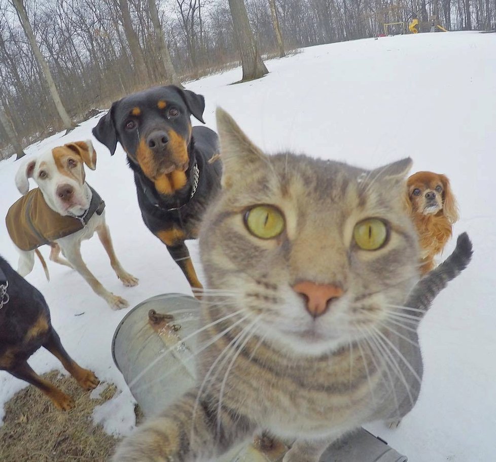 Kočka Manny si ráda fotí selfie.