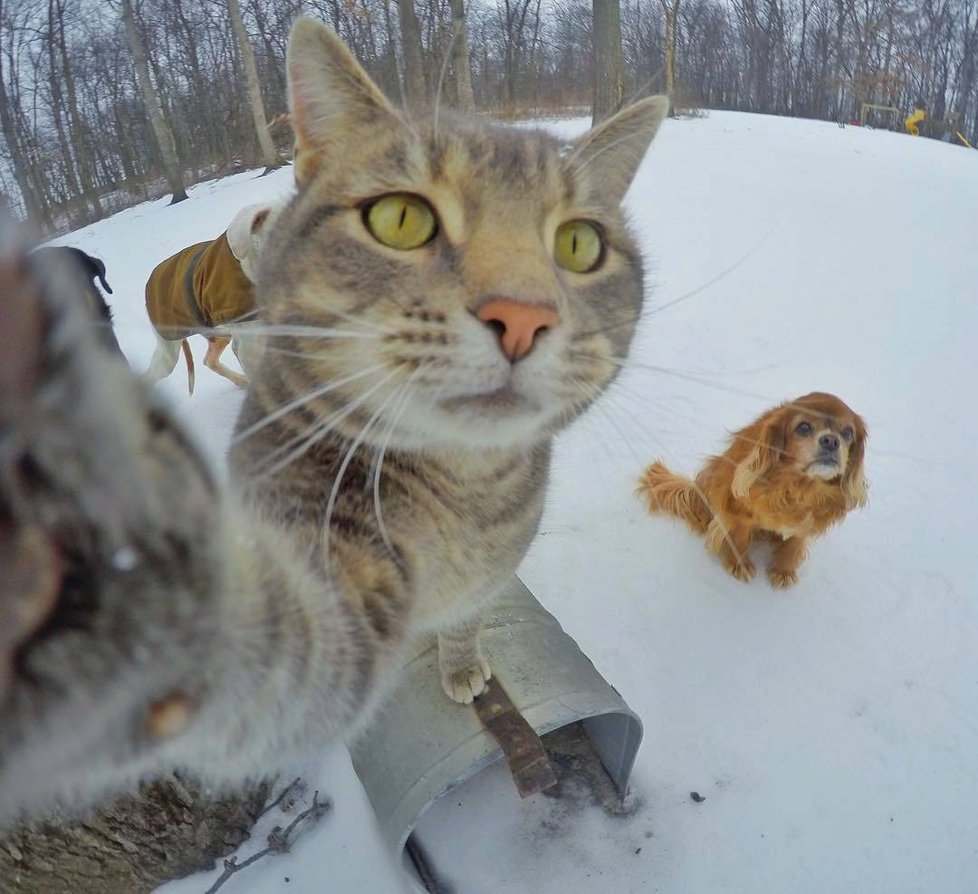 Kočka Manny si ráda fotí selfie.