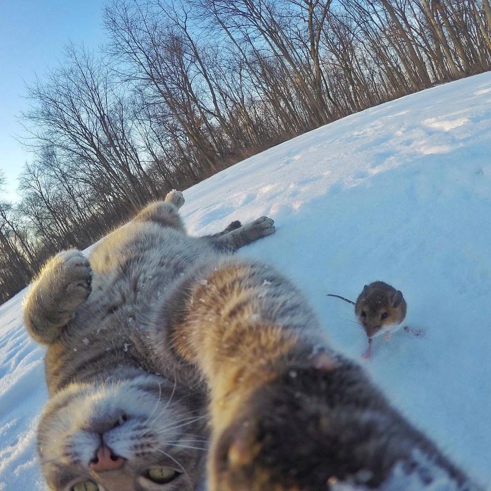 Kočka Manny si ráda fotí selfie.