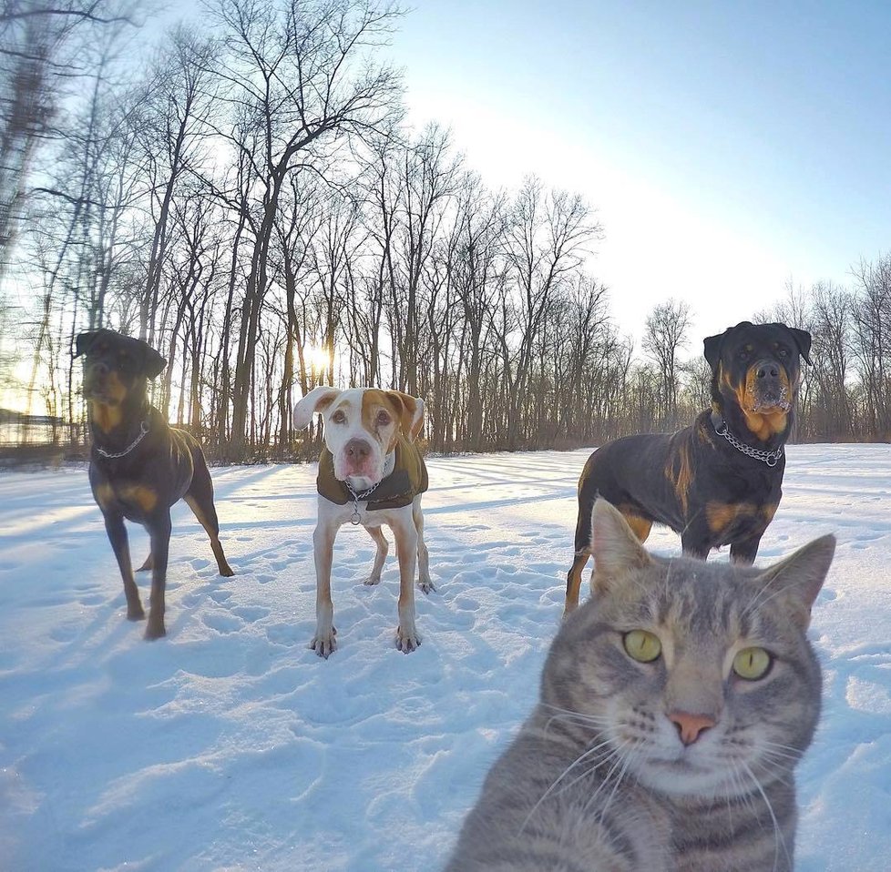 Kočka Manny si ráda fotí selfie.