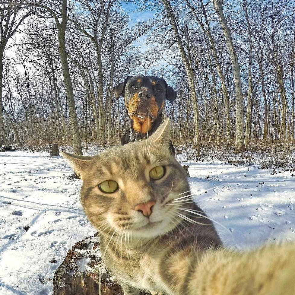 Kočka Manny si ráda fotí selfie.