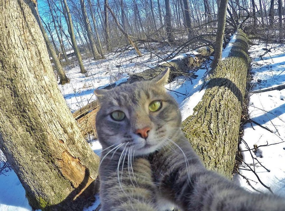 Kočka Manny si ráda fotí selfie.