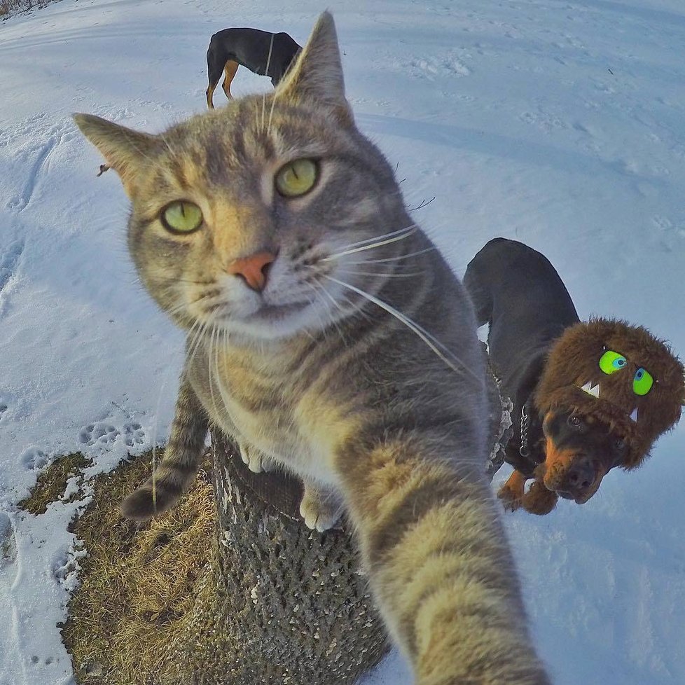 Kočka Manny si ráda fotí selfie.