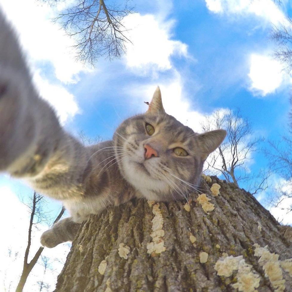 Kočka Manny si ráda fotí selfie.