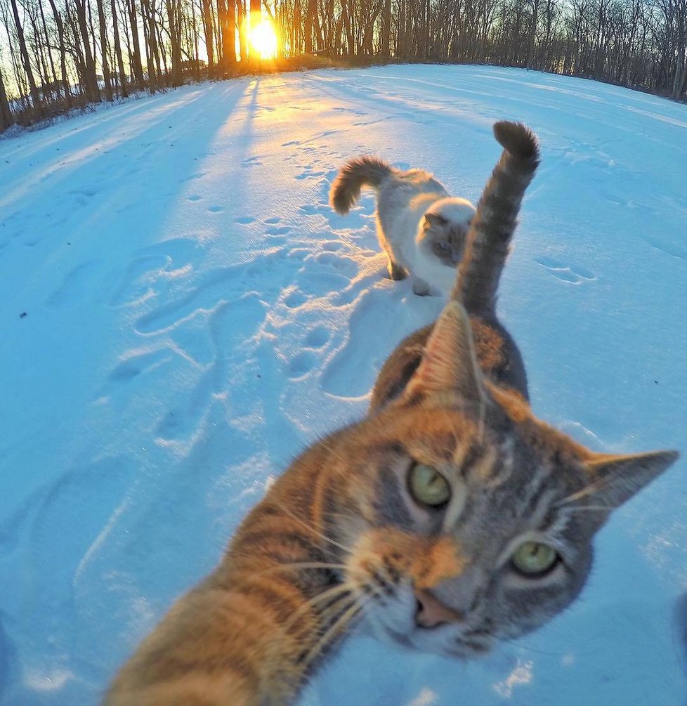 Kočka Manny si ráda fotí selfie.