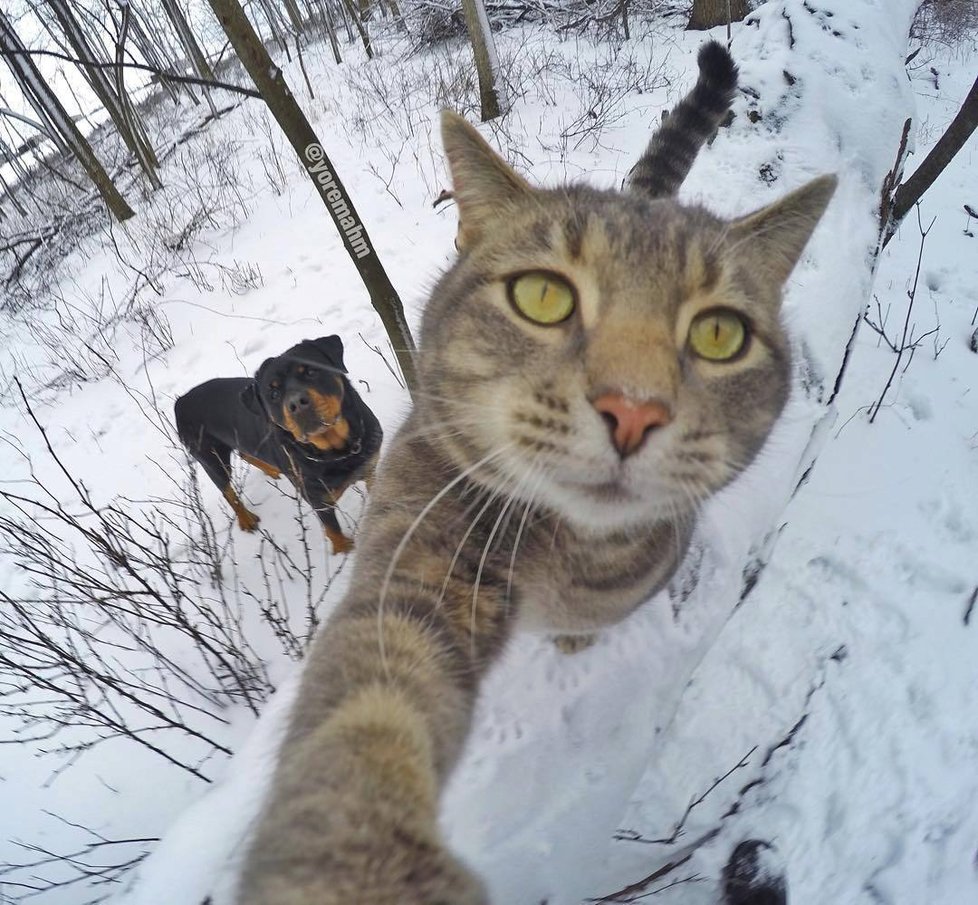 Kočka Manny si ráda fotí selfie.