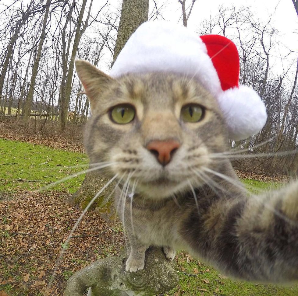 Kočka Manny si ráda fotí selfie.