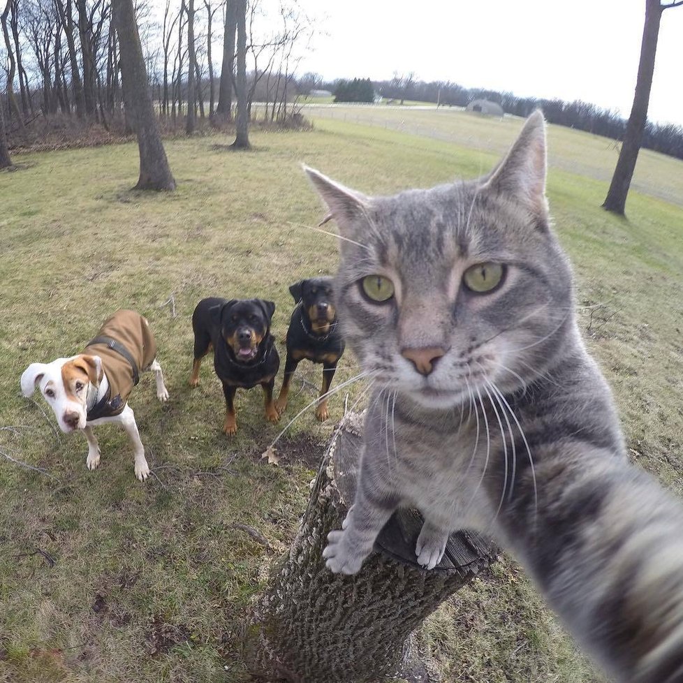 Kočka Manny si ráda fotí selfie.