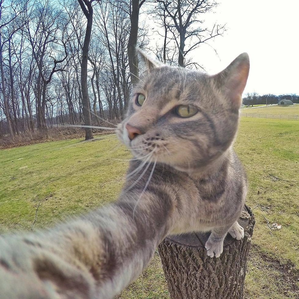 Kočka Manny si ráda fotí selfie.