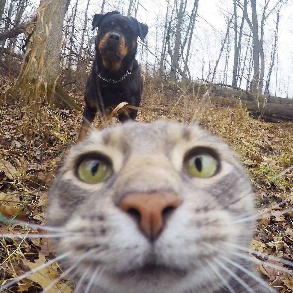 Kočka Manny si ráda fotí selfie.