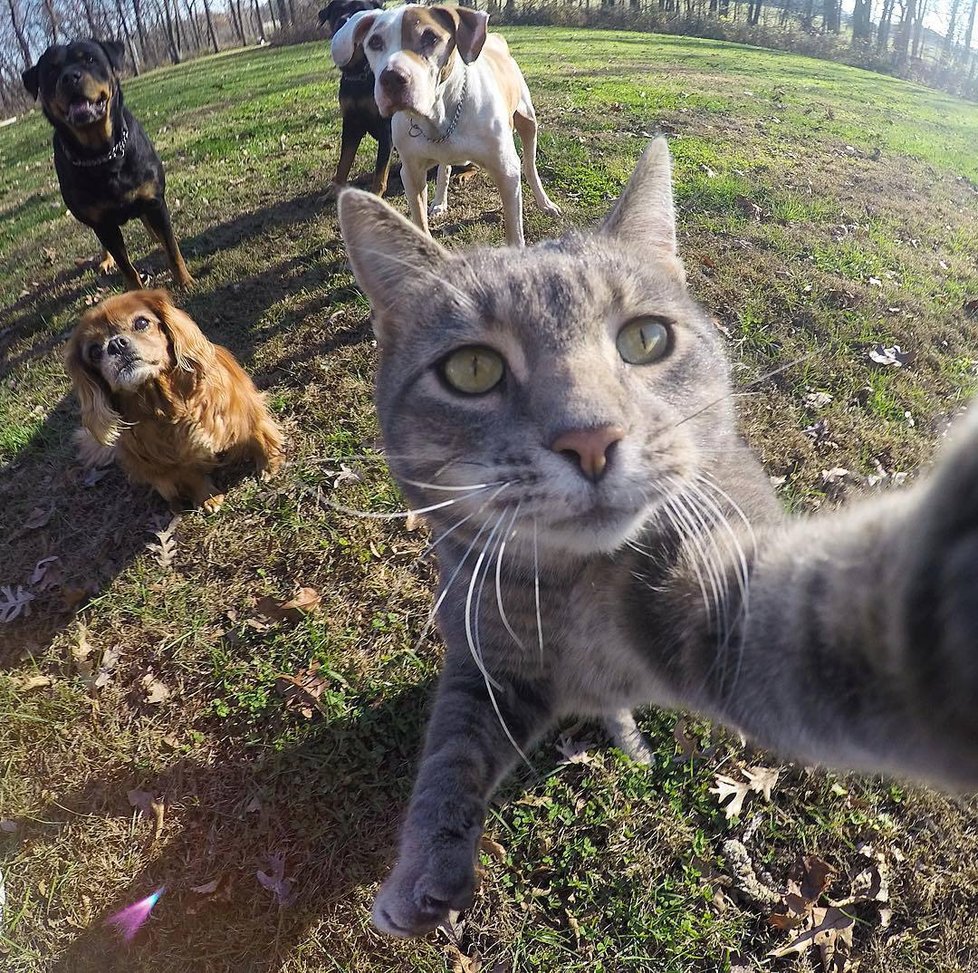 Kočka Manny si ráda fotí selfie.