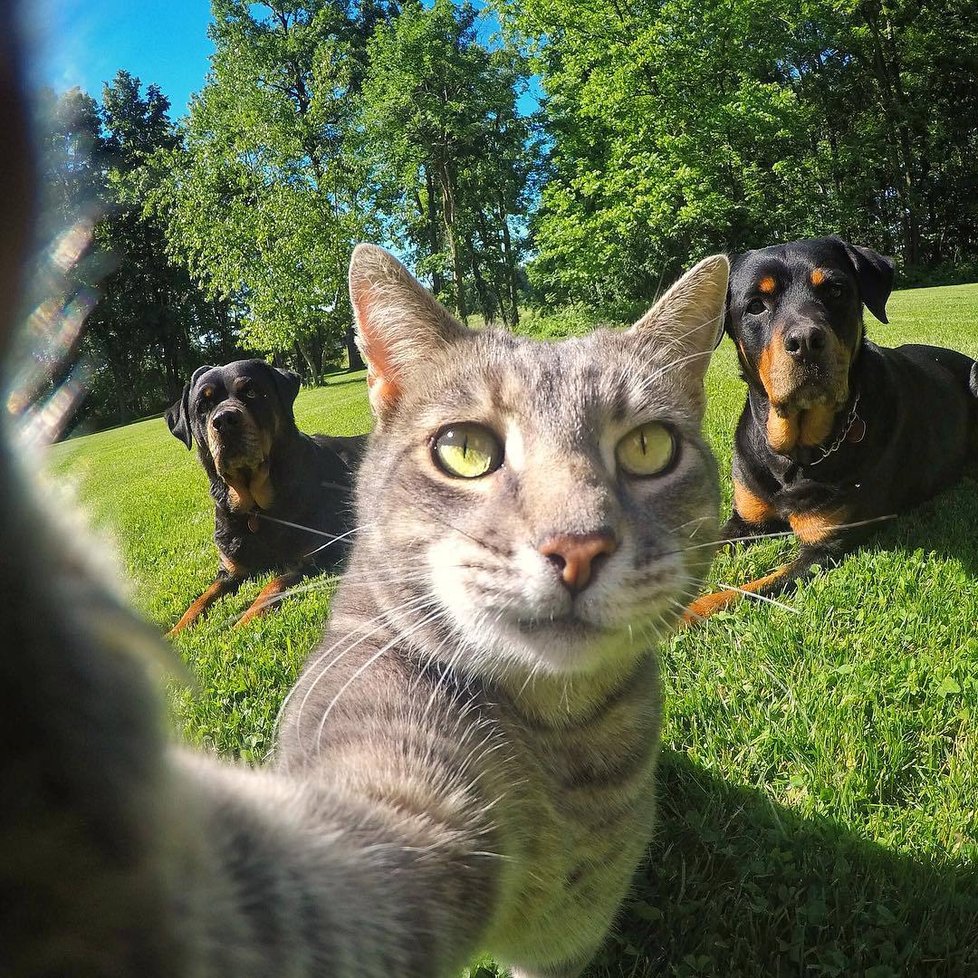 Kočka Manny si ráda fotí selfie.