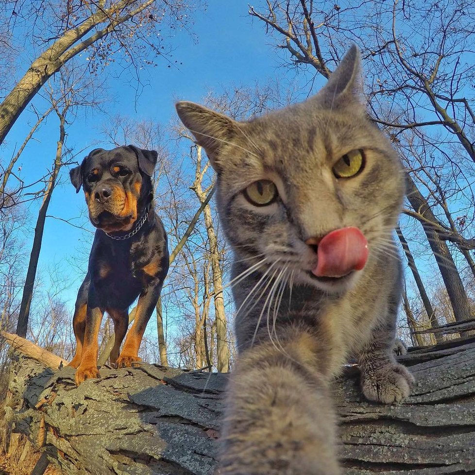 Kočka Manny si ráda fotí selfie.