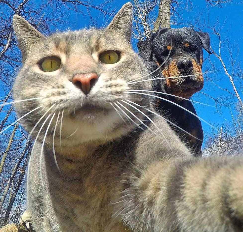 Kočka Manny si ráda fotí selfie.