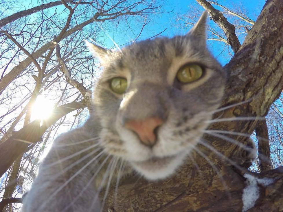 Kočka Manny si ráda fotí selfie.