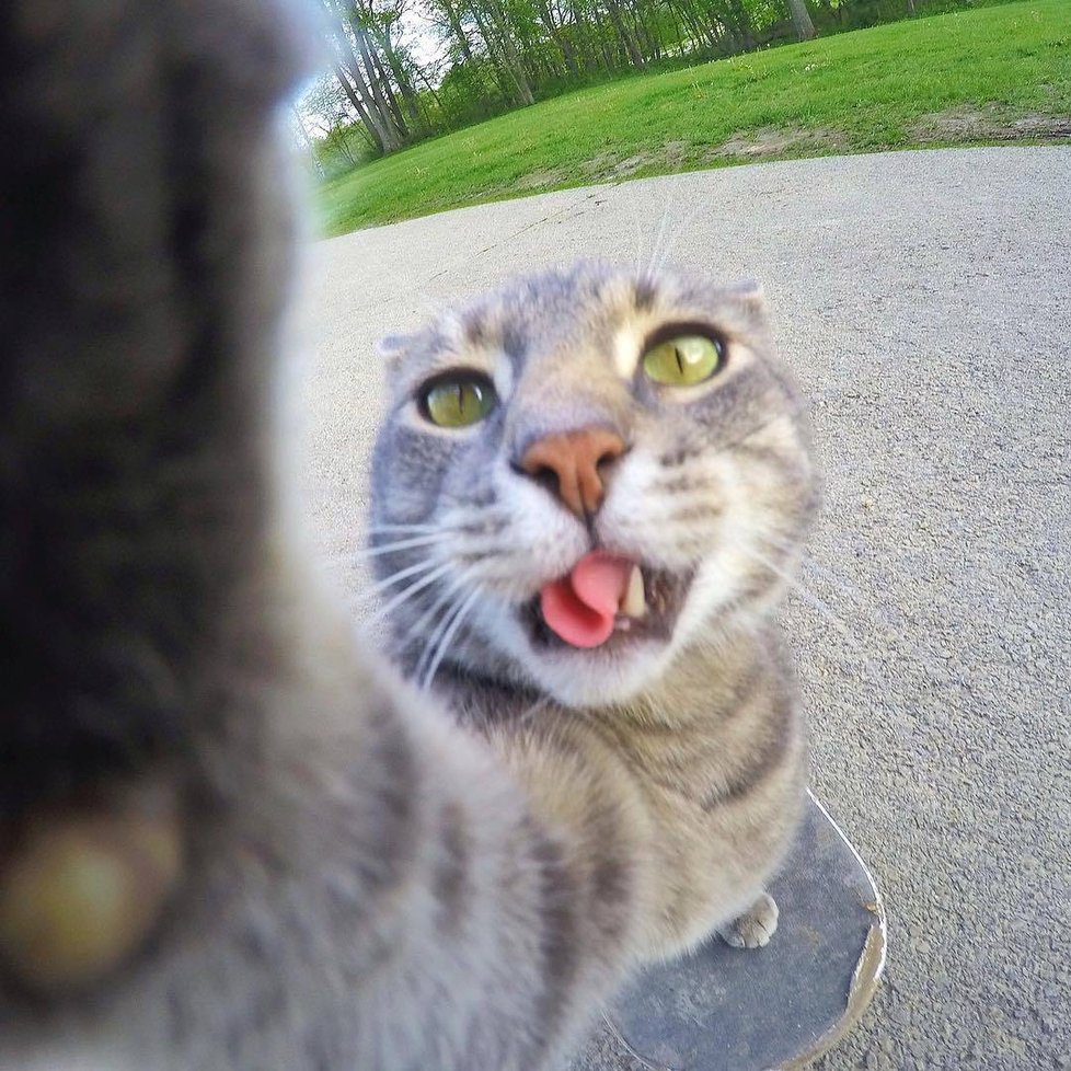 Kočka Manny si ráda fotí selfie.