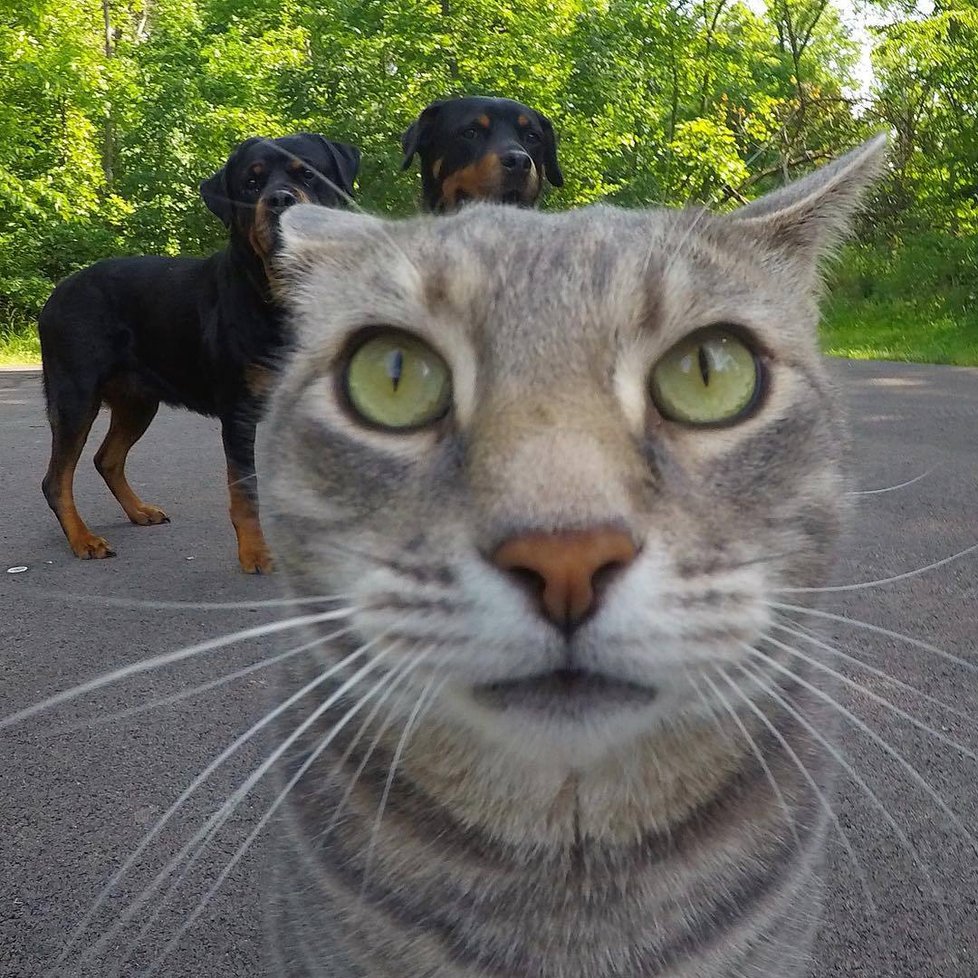 Kočka Manny si ráda fotí selfie.