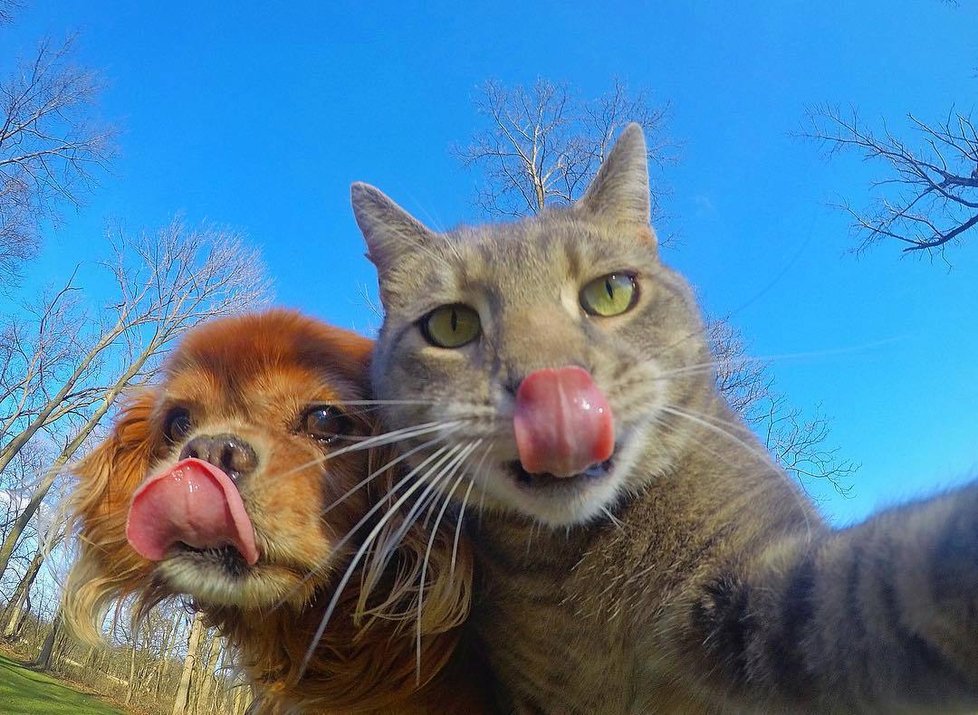 Kočka Manny si ráda fotí selfie.