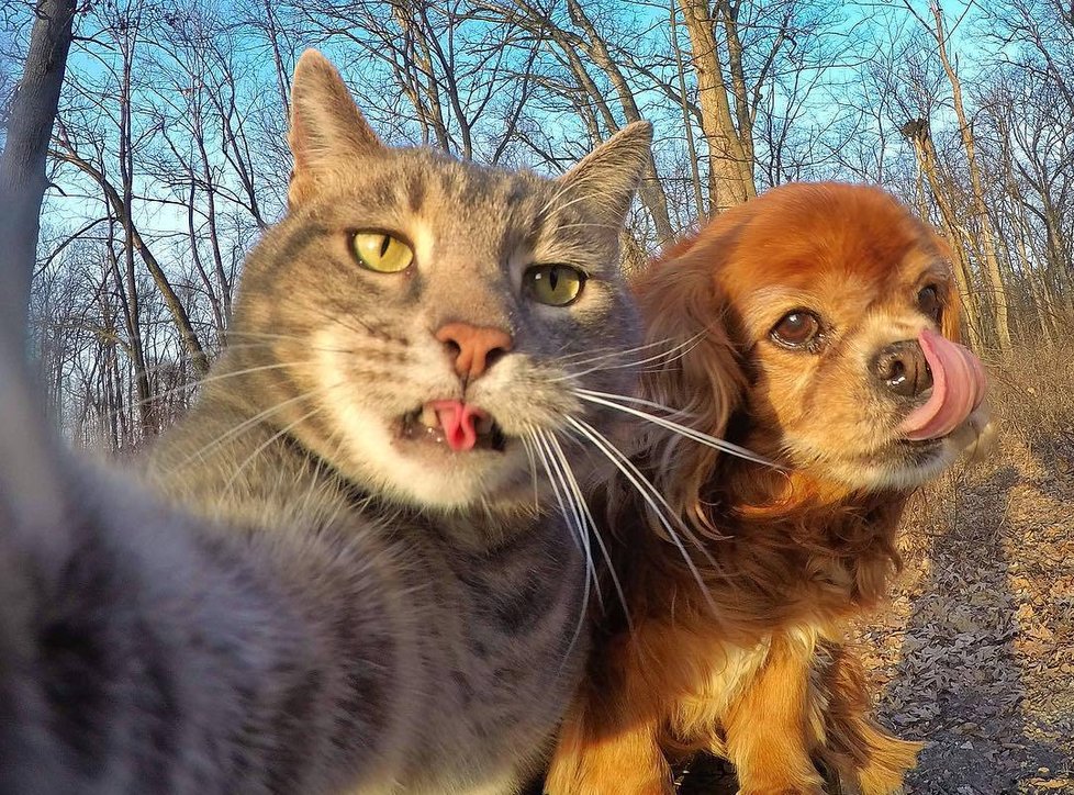 Kočka Manny si ráda fotí selfie.