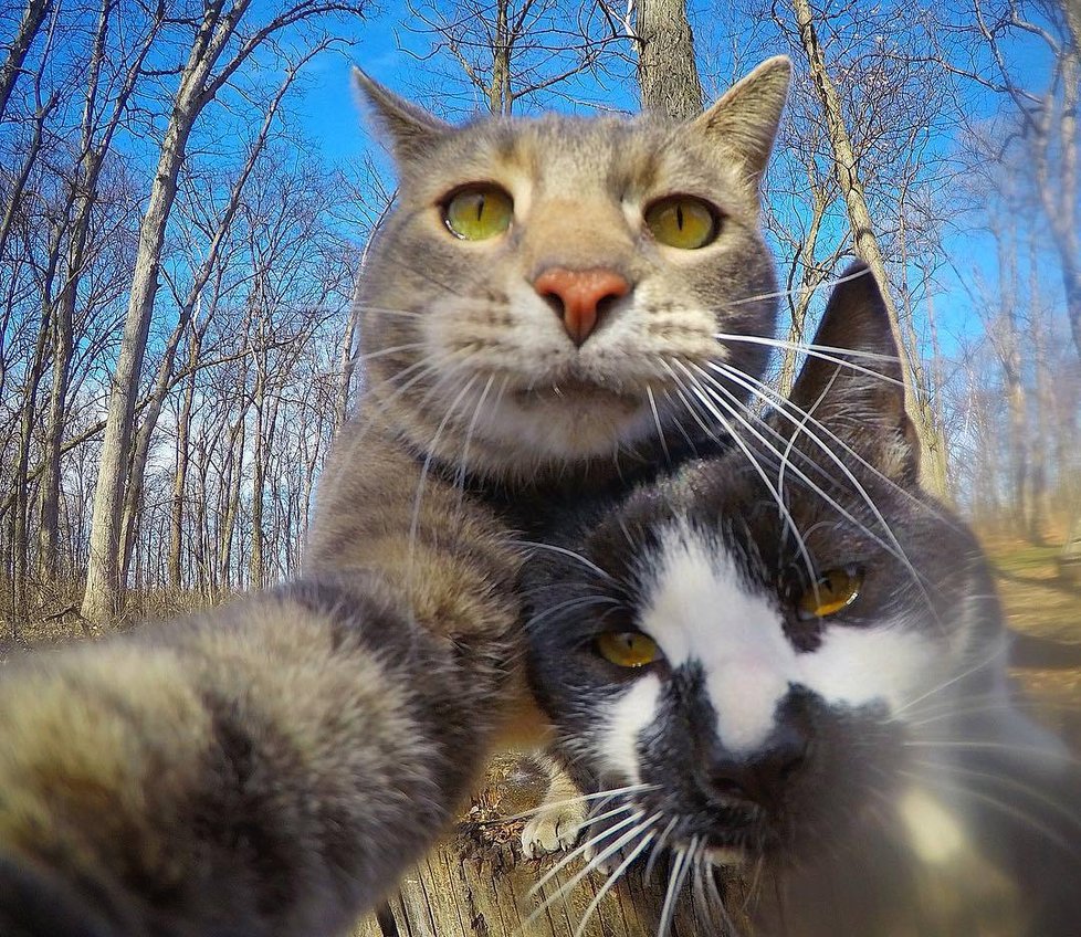 Kočka Manny si ráda fotí selfie.