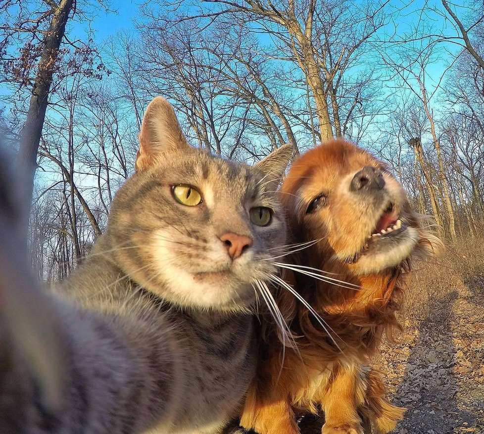 Kočka Manny si ráda fotí selfie.