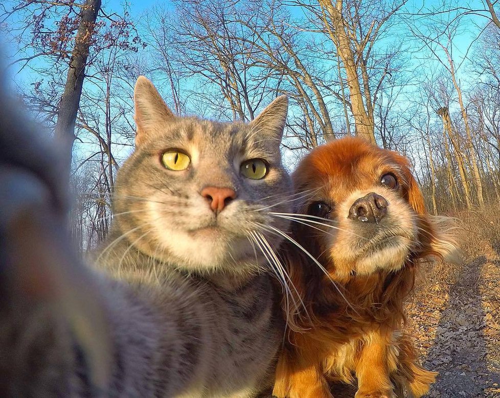 Kočka Manny si ráda fotí selfie.