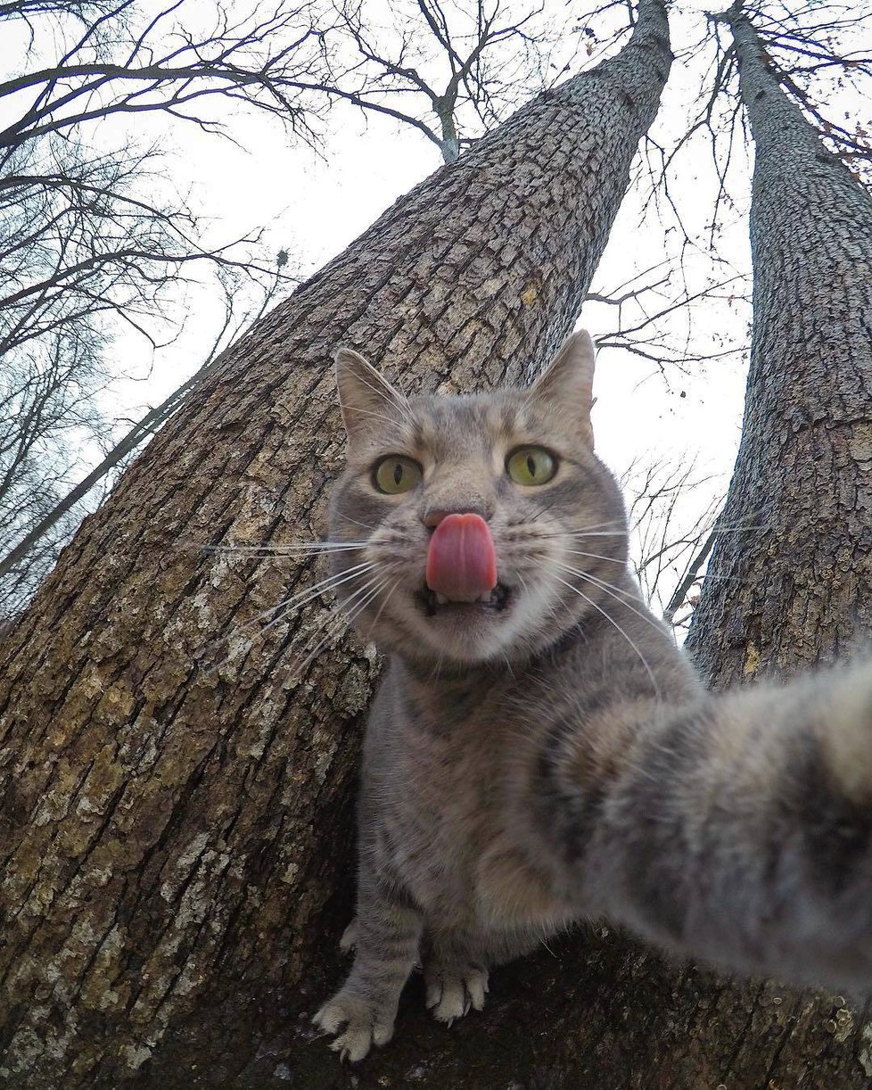 Kočka Manny si ráda fotí selfie.