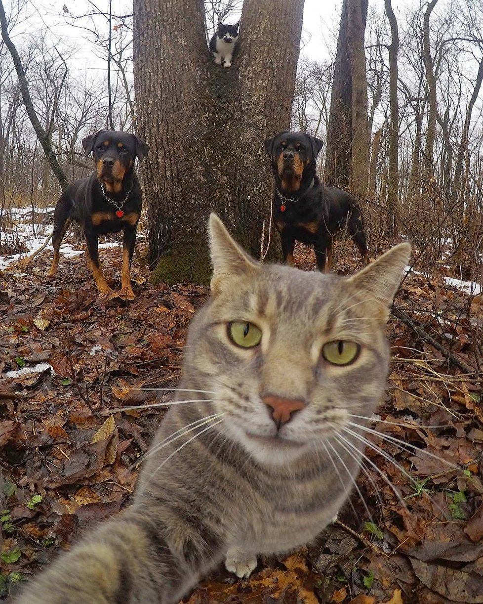 Kočka Manny si ráda fotí selfie.