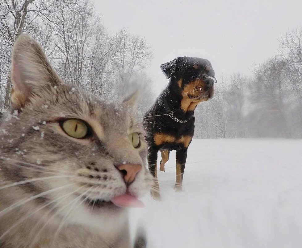 Kočka Manny si ráda fotí selfie.