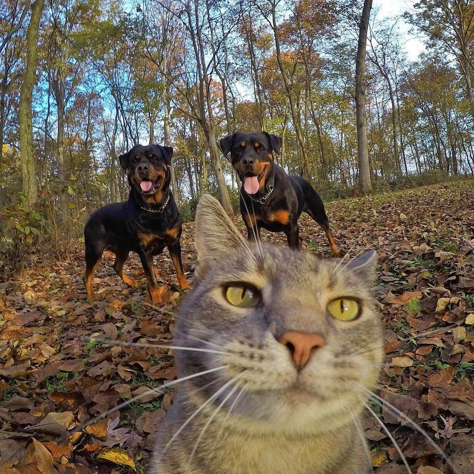 Kočka Manny si ráda fotí selfie.