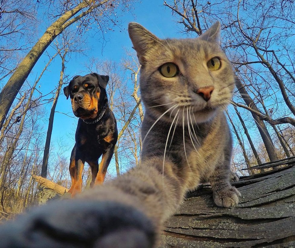 Kočka Manny si ráda fotí selfie.