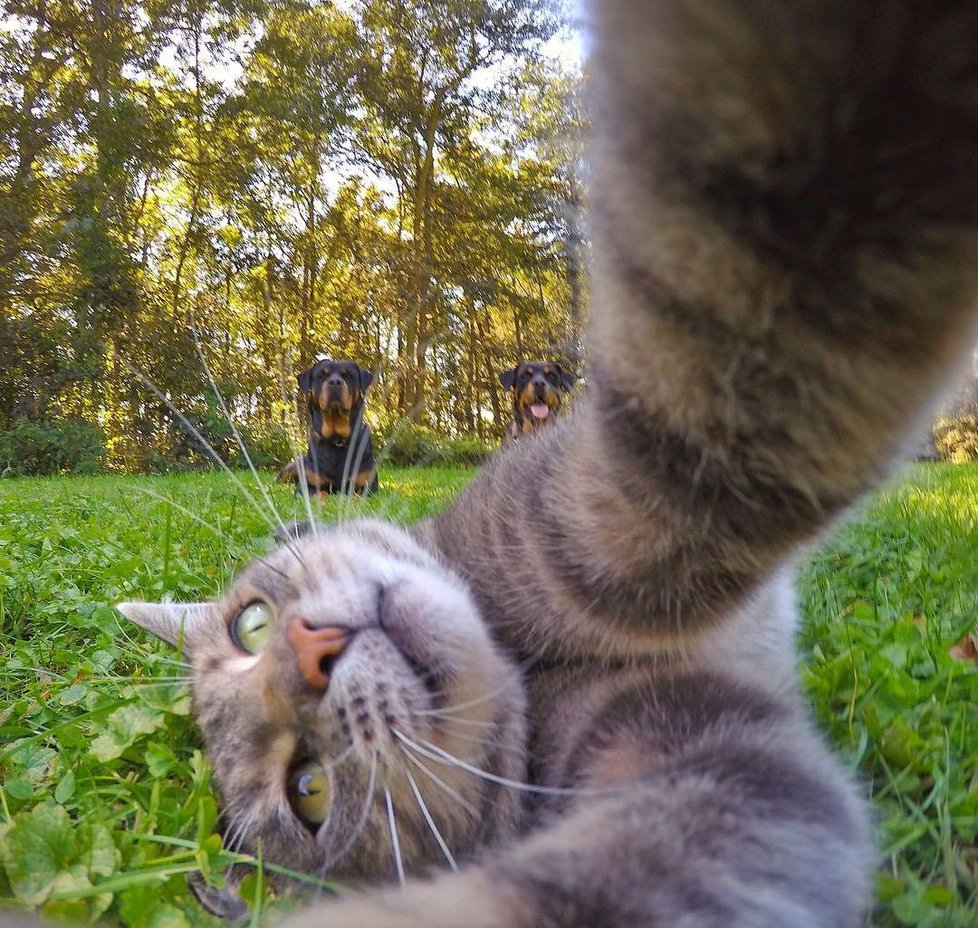 Kočka Manny si ráda fotí selfie.