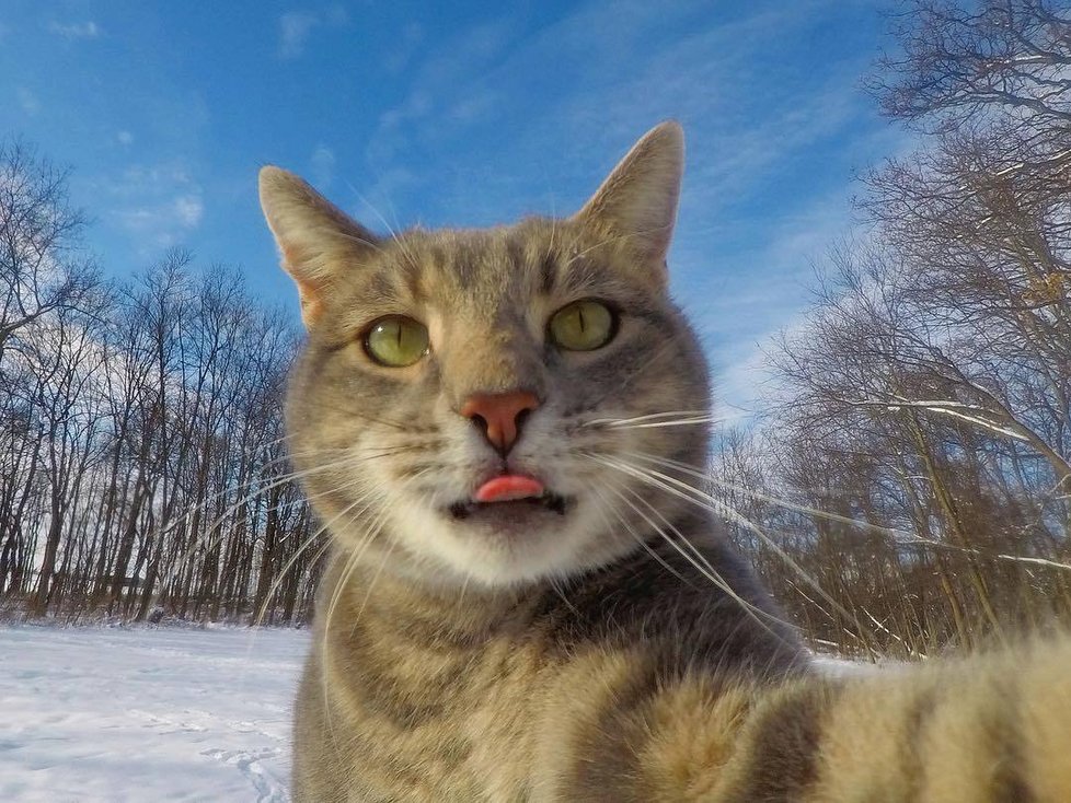 Kočka Manny si ráda fotí selfie.