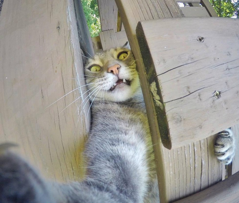 Kočka Manny si ráda fotí selfie.