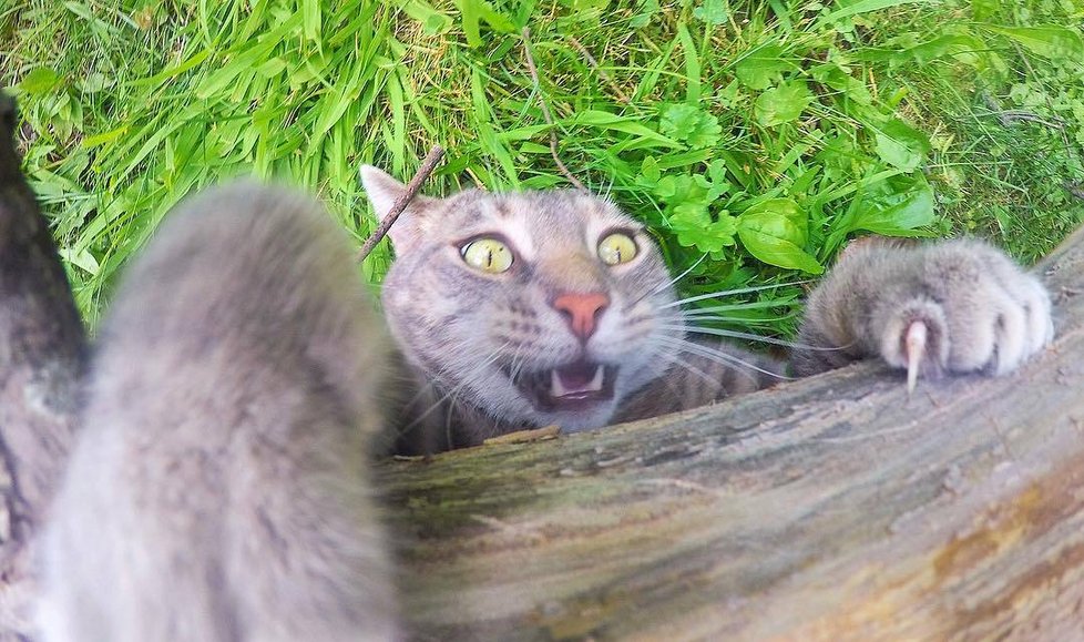 Kočka Manny si ráda fotí selfie.