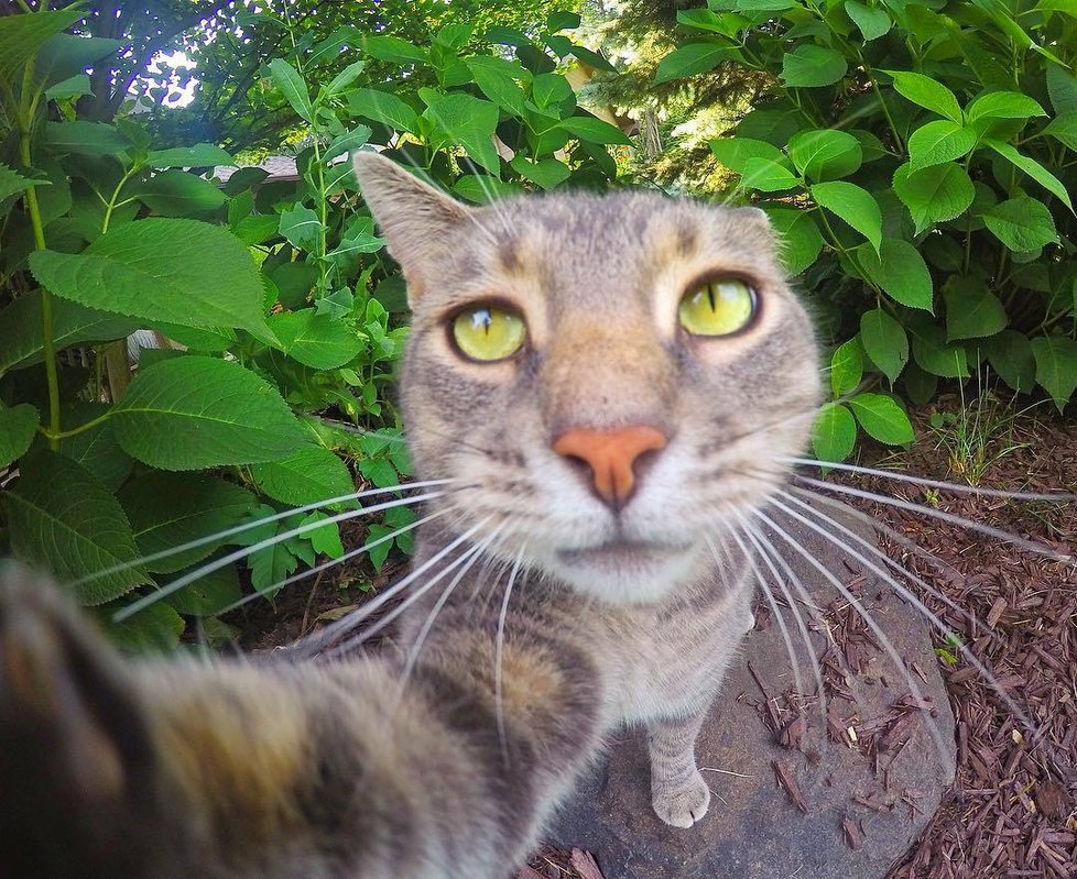 Kočka Manny si ráda fotí selfie.