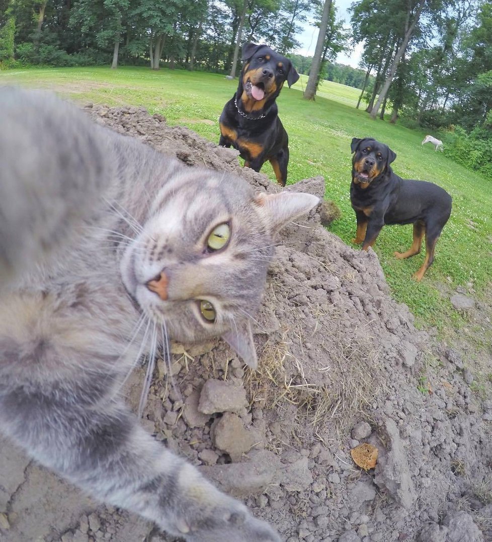 Kočka Manny si ráda fotí selfie.