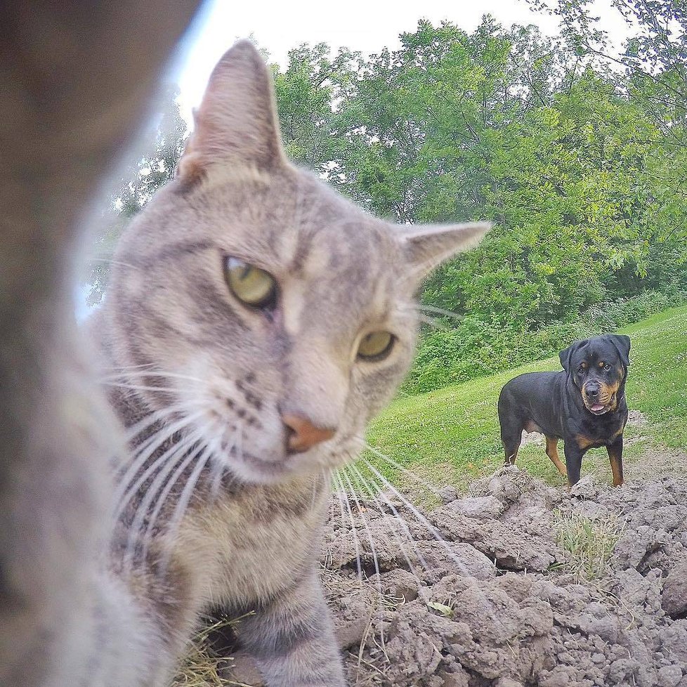 Kočka Manny si ráda fotí selfie.