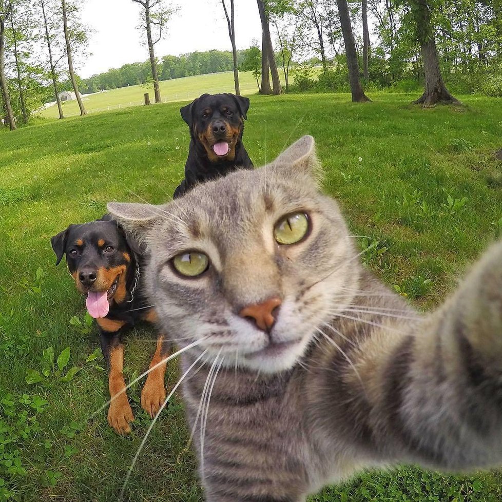 Kočka Manny si ráda fotí selfie.